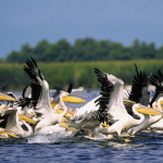 Online manual about the Danube Delta