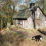 Hunting and observation tourism in Romania