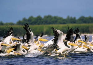 Online manual about the Danube Delta