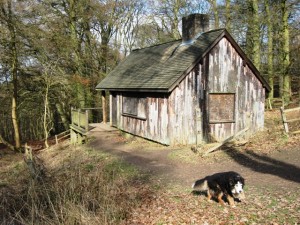 Hunting and observation tourism in Romania